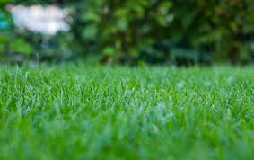 Synthetic grass turf isn't just for sports. How To Make A Brown Lawn Green Again The English Garden