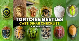 Check spelling or type a new query. Cassidinae Checklist Tortoise Beetles Macro Photography By Nicky Bay