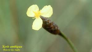 Image result for Xyris elegantula