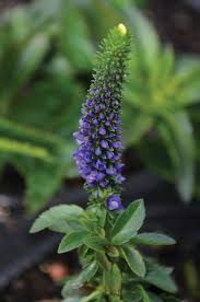 Image result for Veronica javanica
