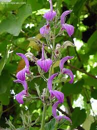 Image result for Brillantaisia pubescens