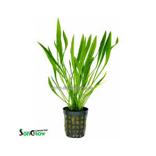 Image result for Cyperus latifolius