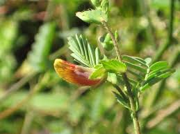 Image result for Aeschynomene cristata