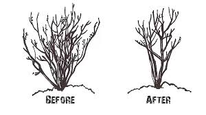 These pests were first observed in the united states in richardson, texas, in 2004. How To Prune Crapemyrtles Correctly The Good Earth Garden Center