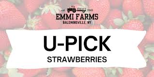 U-Pick Strawberries | Emmi Farms
