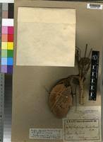 Image result for Xylia torreana