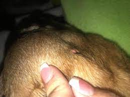 08.05.2019 · in rare cases, these warts can progress to cancer, so it is a good idea to get them checked out by a vet. Dog Has What Looks Like A Red Skin Tag Can I Send Pic Petcoach