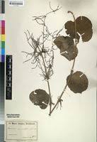Image result for Dioscorea minutiflora