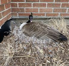 Does Goose Lay Golden Eggs? If Not, Where Did The Adage 'The Goose That  Lays Golden Eggs Come From'? - Quora