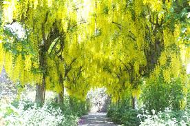 Image result for Laburnum