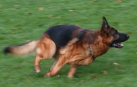 Not named yet black and red akc german shepherd puppies for sale. German Shepherd Puppies For Sale Ontario German Shepherd Breeder Ontario German Shepherd Puppies For Sale Ontario German Shepherd Pups For Sale Ontario German Shepherd Breeders Ontario German Shepherd