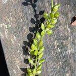 Image result for Antidesma vogelianum