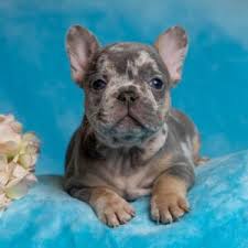 We offer some of the finest french bulldog puppies on the market and have built our foundation around some of the most renowned pedigrees in the world. Cheap French Bulldog Puppies For Sale Fluffy Frenchie For Sale