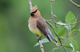 Ardic Ipekkuyrugu The Cedar Waxwing