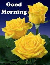 Pin By Sandhya On Good Morning Pretty Flowers Yellow Roses Yellow Rose Flower