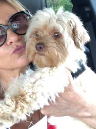 No Shady Pines For Pooches — The Muttly Crew