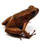 Profile Picture of Oophaga pumilio 