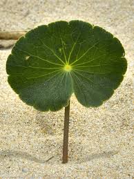 Image result for Hydrocotyle bonariensis