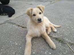 Here are the best golden retriever mixes that you really need to know about. Lieber Golden Retriever Mix Tatjana Gessler Tierschutz Facebook