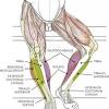 A vintage arm muscle diagram arms motor vehicle repair diagram may help you troubleshoot challenges and make the repair service perform a lot easier or a minimum of fewer stress filled. Https Encrypted Tbn0 Gstatic Com Images Q Tbn And9gcrgkxwpxksjpfbvwxkqrykiexb96kadltexe32cpsqetg0nbdgx Usqp Cau