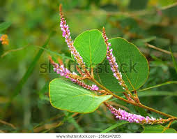 Image result for Polhillides