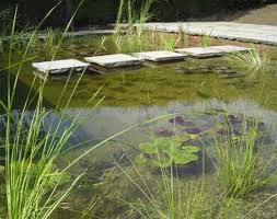 Natural Pool Pool Landscaping Natural Swimming Ponds Natural Pool