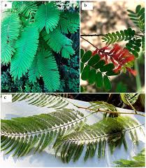 Image result for Mimosa mossambicensis