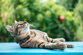 But cats do move their tails, and their tails can be very expressive, and give you some other people report that cats who are sick or feeling ill may wave their tails gently when they are lying down. Why Do Cats Flop Reason For Why Cats Roll Onto Their Side As You Approach