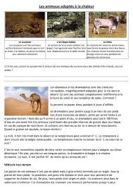 Les Animaux Et Leur Milieu Cm2 Exercice Cm1 Chaleur La Chaleur