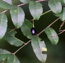 Image result for Clausena anisata