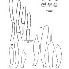 Image result for Russula flavida