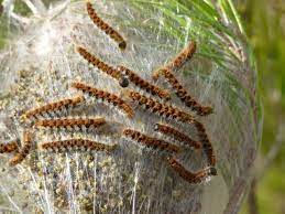 Des méthodes de luttes efficaces existent contre la chenille processionnaire du pin. Chateaubriant Comment S Organise La Lutte Contre Les Chenilles Processionnaires L Eclaireur De Chateaubriant
