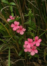 Image result for Cycnium