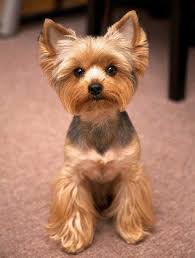 I think short haired yorkies are much cuter then long haired ones that have the appearance of a wet rat. Short Hair Cut Yorkie Rawatan J