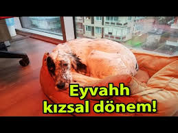 Pug Gunlukleri Disilerde Regl Donemleri Youtube