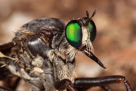 Image result for Macrotyloma ellipticum