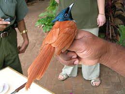 Burung hantu adalah kumpulan burung yang dikelompokkan dalam ordo. Burung Sambar Ekor Panjang Wikipedia Bahasa Melayu Ensiklopedia Bebas