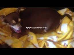 Pin On Chihuahuas