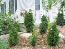 Image result for Buxus acutata