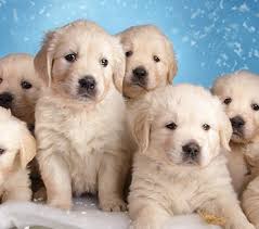 Animal Kingdom Puppies For Sale Phoenix Tucson Tempe Glendale Az