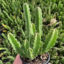 Image result for Stapelia gigantea