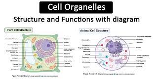 Most animal cells are diploid , meaning that their chromosomes exist in homologous pairs. Cell Organelles Structure And Functions With Labeled Diagram