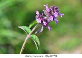 Image result for Clinopodium simense