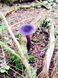 Maybe you would like to learn more about one of these? Purple Mushroom Identification Biology Stack Exchange