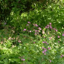 Blumenhecke Diane Sam Misch50qm Garten Hecke Blumen