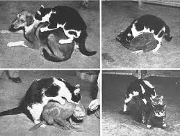 Study On Kluver Bucy Syndrome Aka Bilateral Damage To The Amygdala One Of The Symptoms Is Hypersexuality Wtf