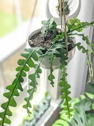 The ric rac (or fishbone) cactus is not toxic to cats or dogs. Ric Rac Cactus Care How To Help This Crazy Plant Thrive Indoors