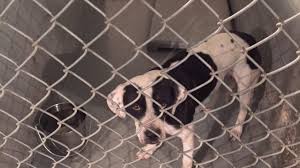 A sample of our cats and kittens can be found at petco and pet supermarket on oleander dr. Nc Public Animal Shelter Report 2020 Annual Cat And Dog Euthanasia Numbers The Grey Area News