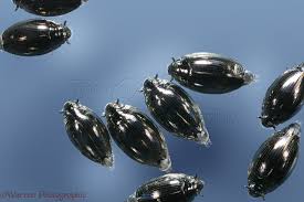 Whirligig Beetles Photo Wp13810 Information and translations of whirligig beetle in the most comprehensive dictionary definitions resource on the web. whirligig beetles photo wp13810