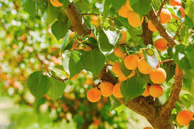 Trees in cases of limited water resources. The Apricot Tree Ultimate Guide From Roots To Fruit Lovetoknow